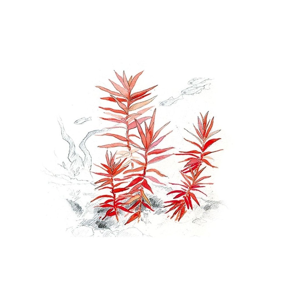 akvariuminis-augalas-ammania-senegalensis-akvazoo-lt