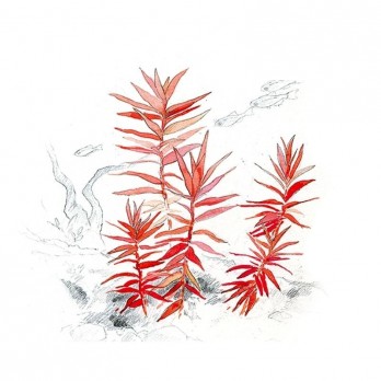 akvariuminis-augalas-ammania-senegalensis-akvazoo-lt