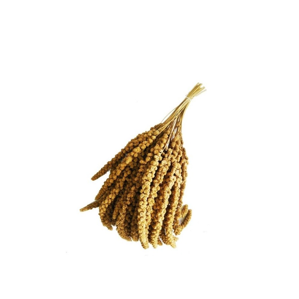 panico-in-spiga-soru-kekes-pauksciams-1-kg-akvazoo-lt panico-in-spiga-soru-kekes-pauksciams-1-kg-akvazoo-lt