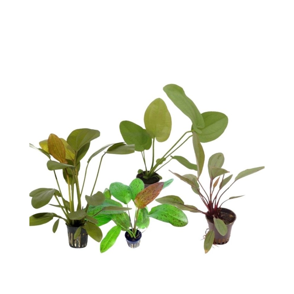 akvariumo-augalas-echinodorus-akvazoo akvariumo-augalas-echinodorus-akvazoo