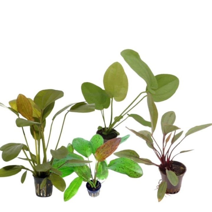 akvariumo-augalas-echinodorus-akvazoo