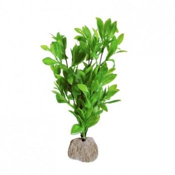 augalas-ant-akmenuko-xl-akvazoo