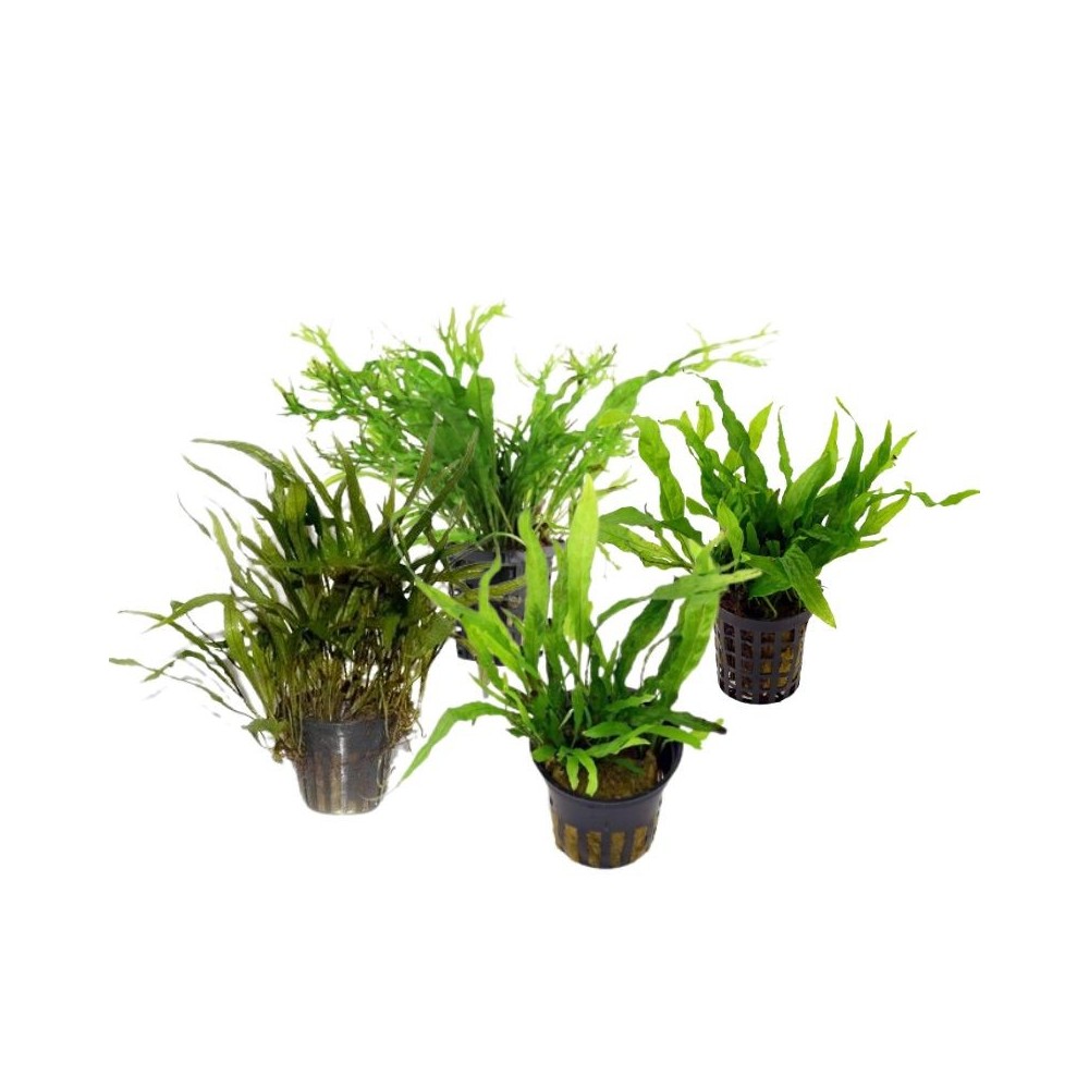 akvariumo-augalas-microsorium-akvazoo-lt akvariumo-augalas-microsorium-akvazoo-lt