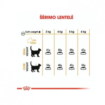 royal-canin-fcn-hair-and-skin-care-maistas-suaugusioms-katems-sveikai-odai-ir-kailiui-akvazoo-lt