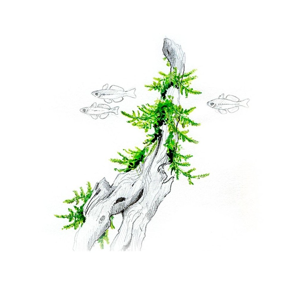 akvariuminis-augalas-taxiphyllum-sp-spiky-akvazoo-lt