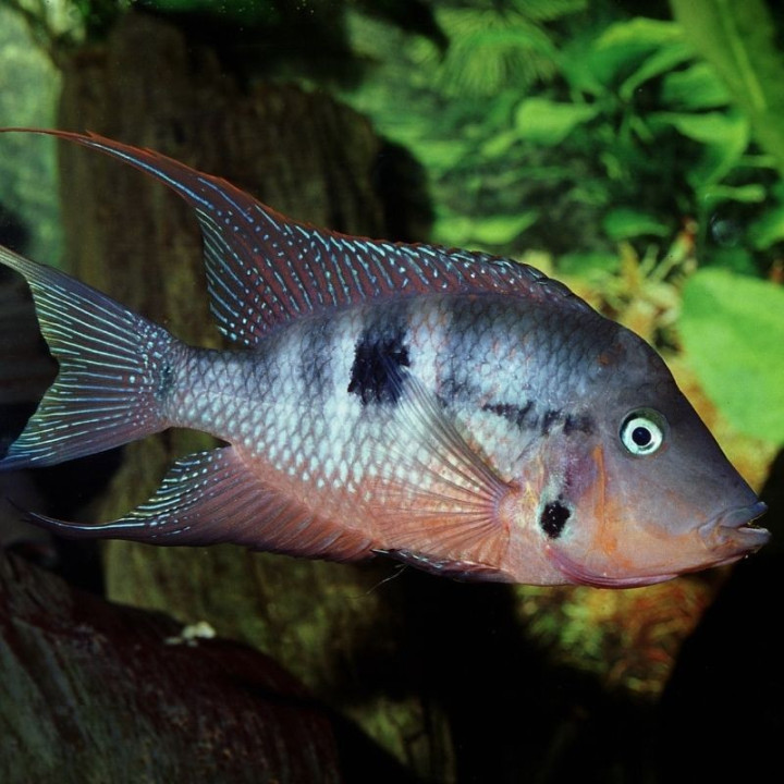 jbl-pronovo-cichlid-grano-m-maistas-zuvims-250-ml-click-akvazoo-lt