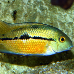 JBL ProNovo Cichlid Grano M pašaras žuvims 1000 ml - nuotrauka 2