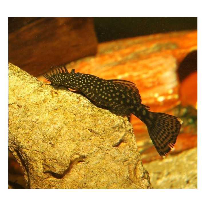 Ancistrusas (Ancistrus sp)