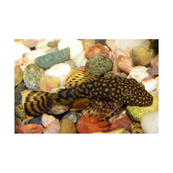 Ancistrusas (Ancistrus sp)