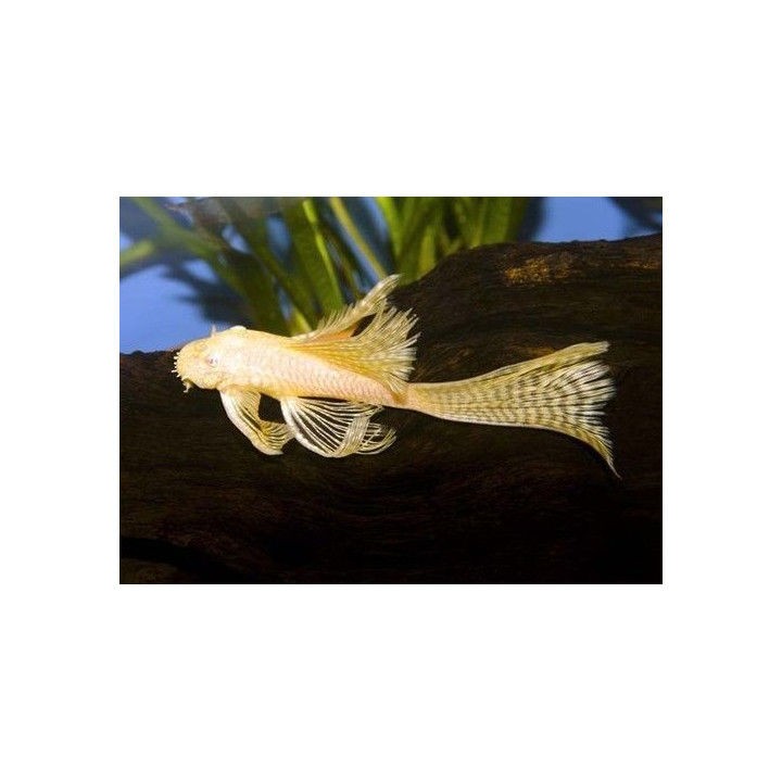 Ancistrusas (Ancistrus sp)