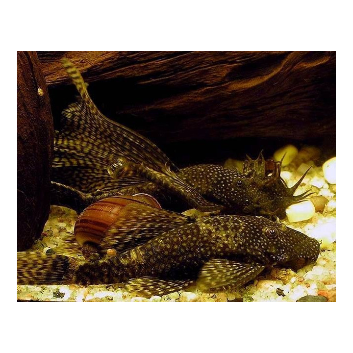Ancistrusas (Ancistrus sp)