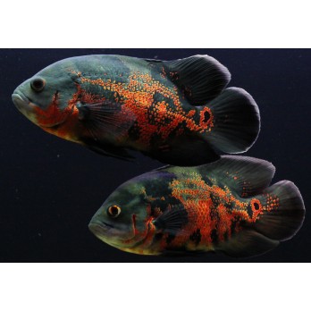 Astronotas tiger