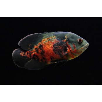 Astronotas tiger