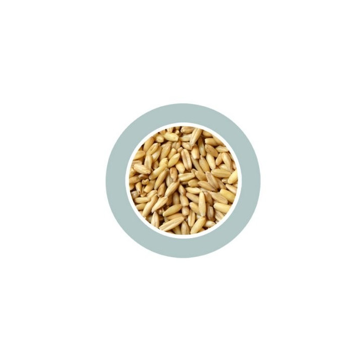 Avena Decorticata lukštentos avižos 1kg