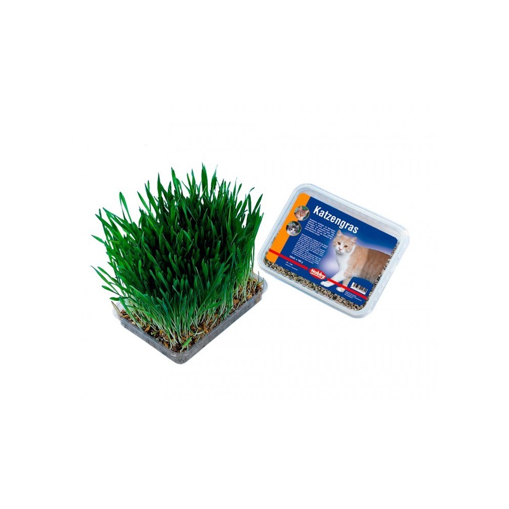 Žolė katėms dėžutėje 100 g