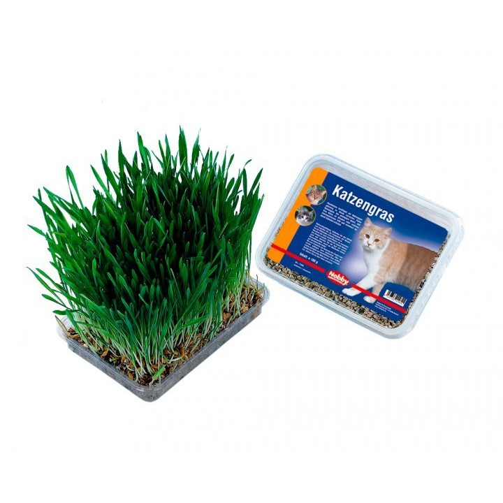 Žolė katėms dėžutėje 100 g | Prekės katėms
