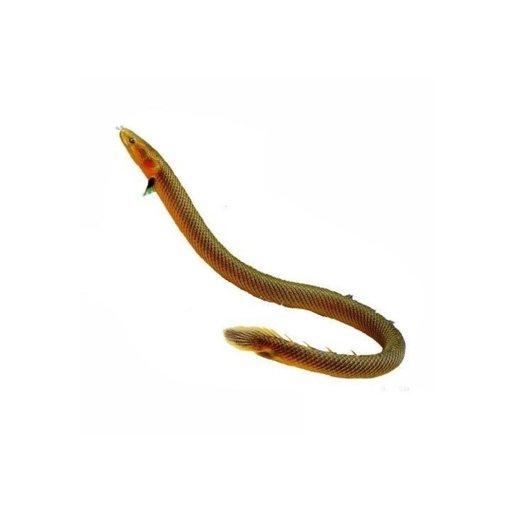 Erpetoichys calabaricus Kalabarikas