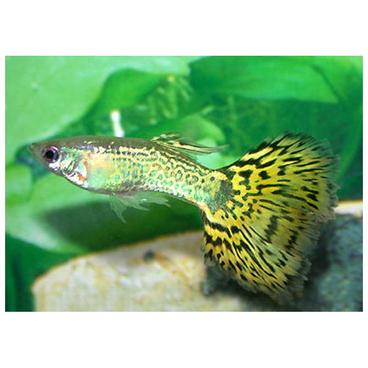 akvariuminė žuvis gupija poecilia reticulata