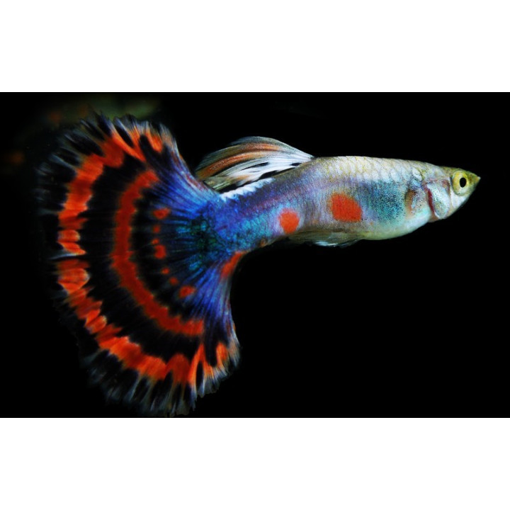 akvariuminė žuvis gupija poecilia reticulata