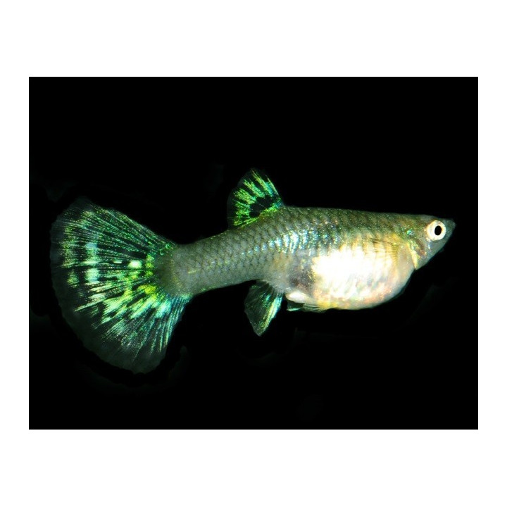 akvariuminė žuvis gupija poecilia reticulata