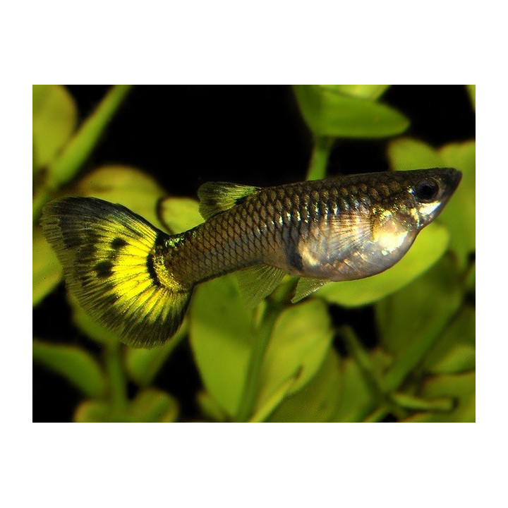 akvariuminė žuvis gupija poecilia reticulata