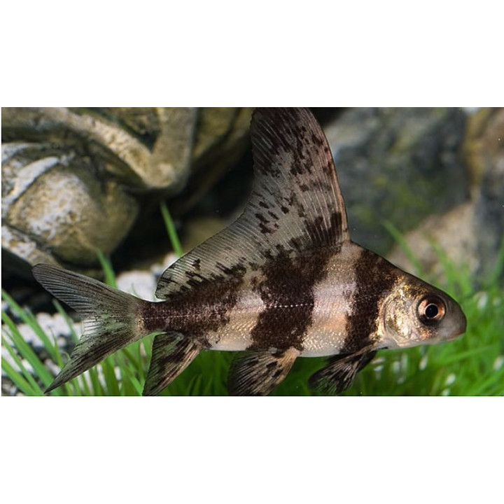 Azijinis karpis