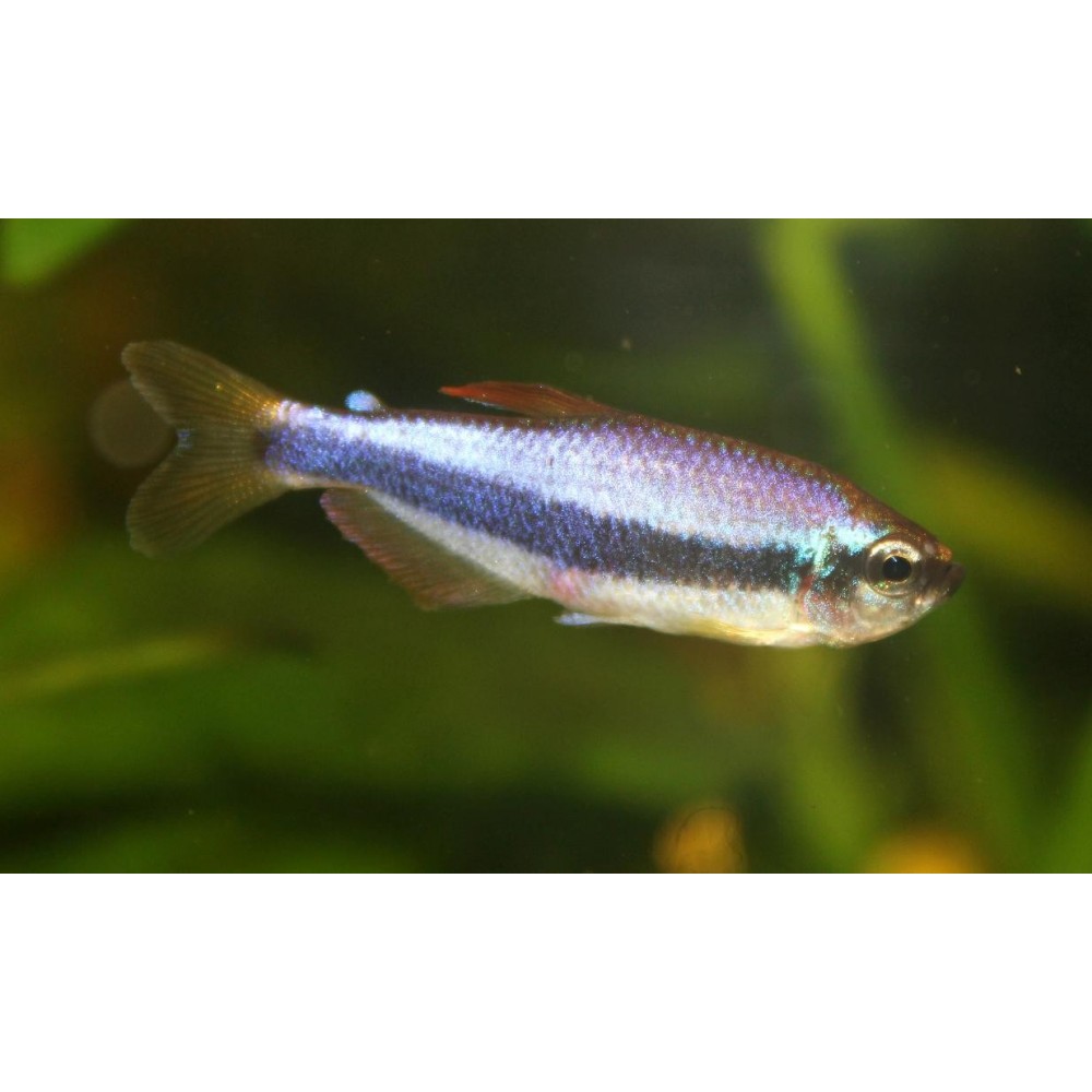 Karališkoji tetra