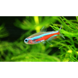 Neonas Inesa - nuotrauka 1