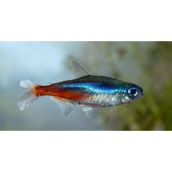 Neonas Inesa - nuotrauka 2