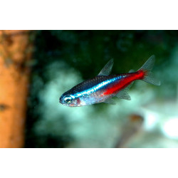 Neonas Inesa - nuotrauka 3