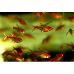 Žarijinė tetra - nuotrauka 2