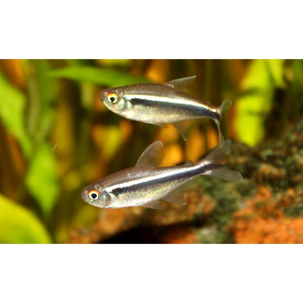 Juodasis neonas