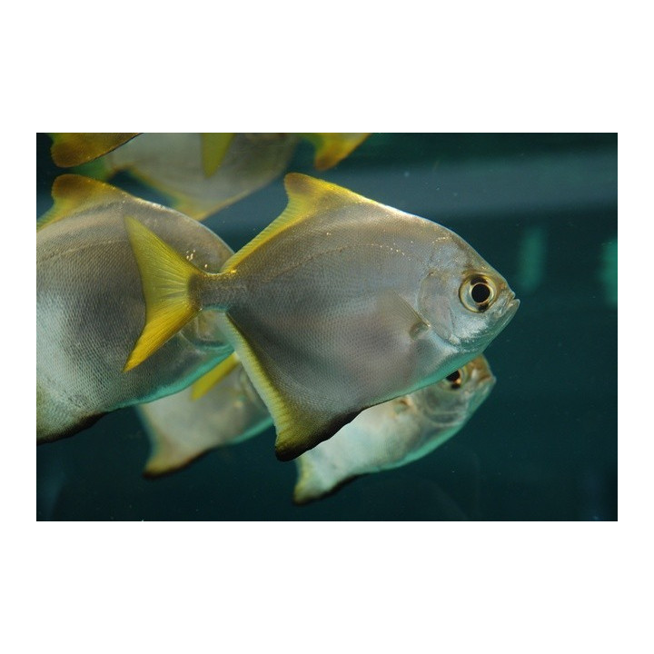 Monodaktilusas