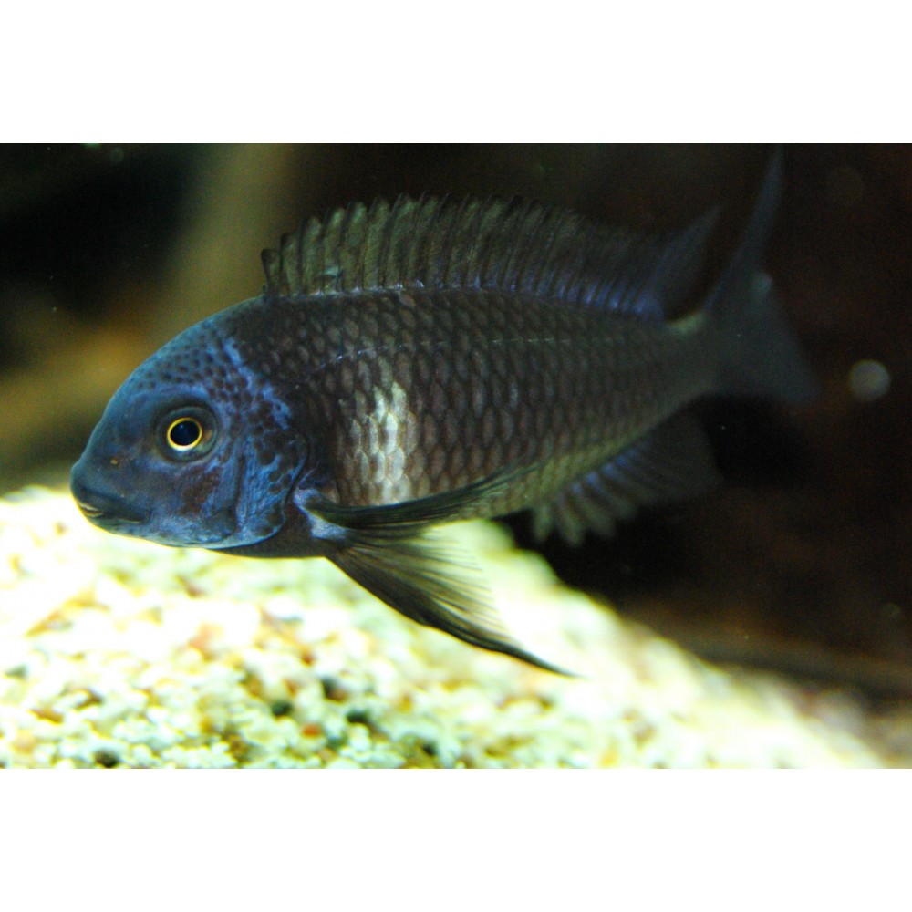 Tropheus duboisi