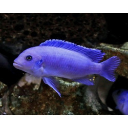 Pseudotropheus zebra cobalt blue - nuotrauka 2