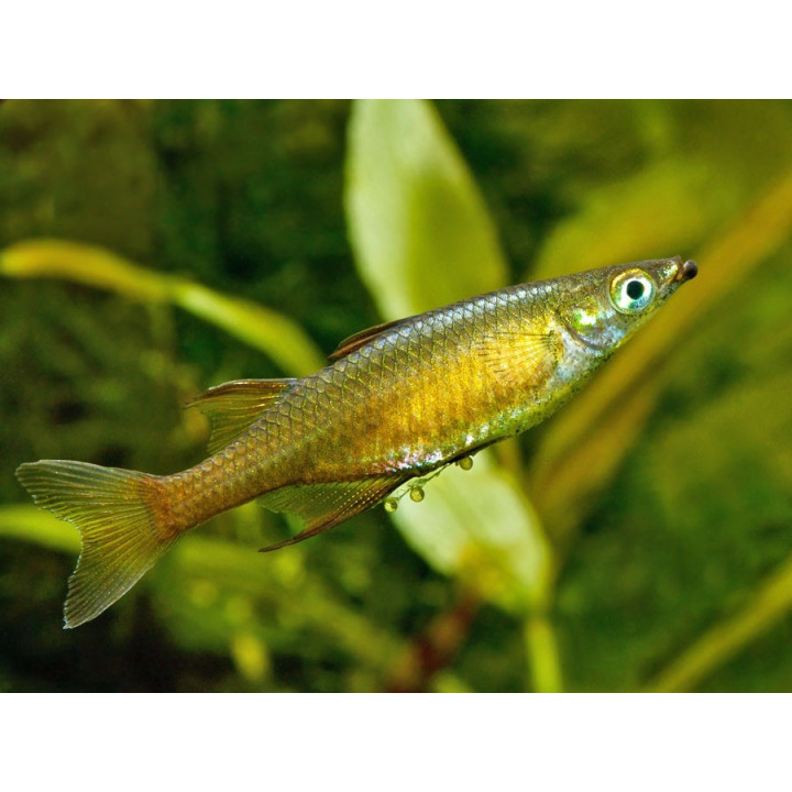 Vernerio aterina
