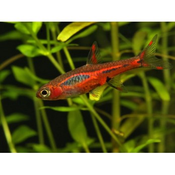 Rasbora