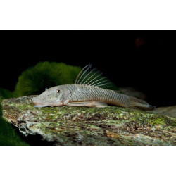 Chaetostoma