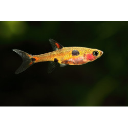 Rasbora maculata
