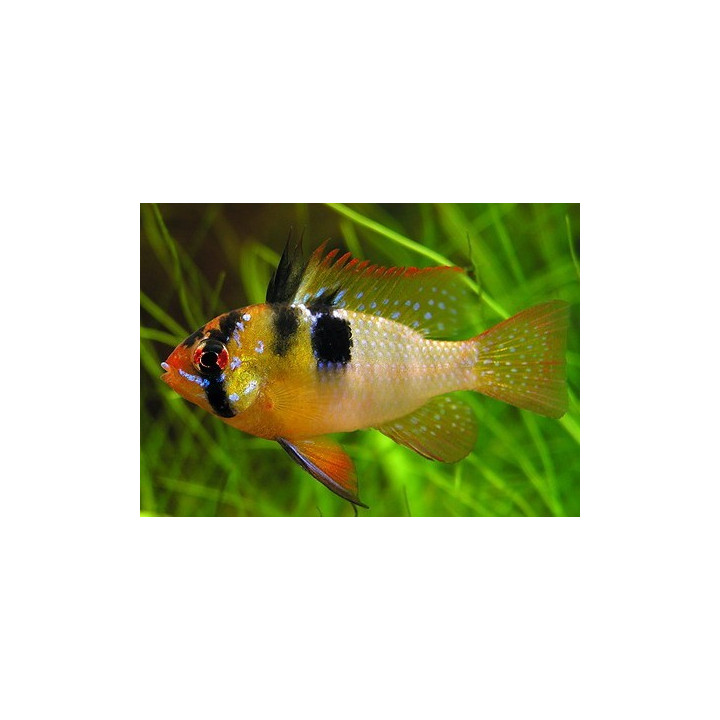 akvariumine zuvis ramireza apistogramma ramirezi