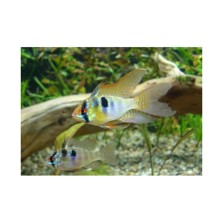 akvariumine zuvis ramireza apistogramma ramirezi