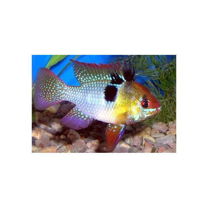 akvariumine zuvis ramireza apistogramma ramirezi