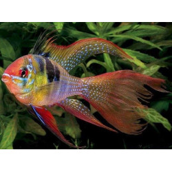 Ramireza - nuotrauka 4