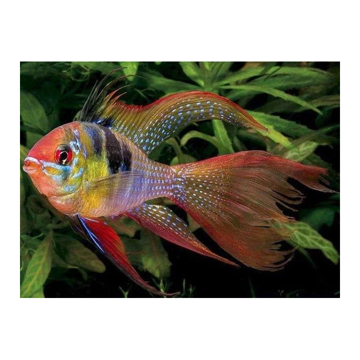 akvariumine zuvis ramireza apistogramma ramirezi