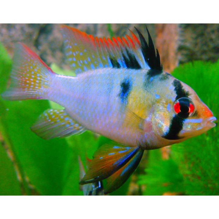 akvariumine zuvis ramireza apistogramma ramirezi