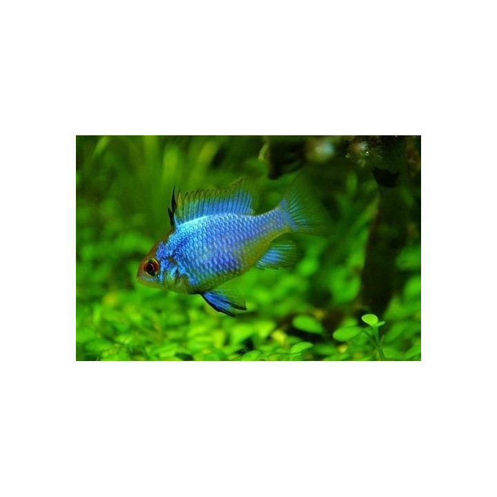 akvariumine zuvis ramireza apistogramma ramirezi