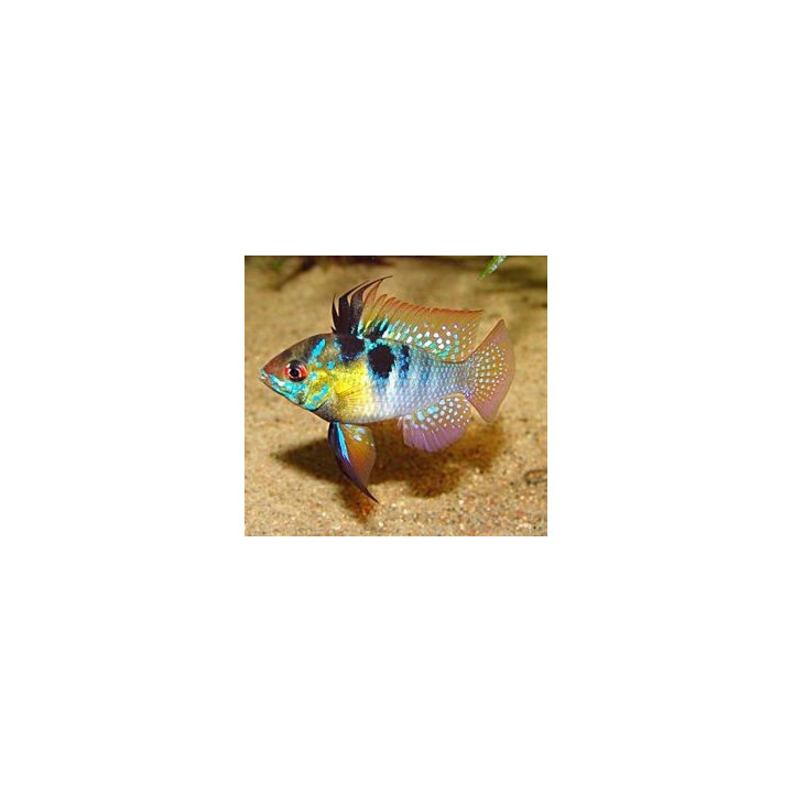 akvariumine zuvis ramireza apistogramma ramirezi