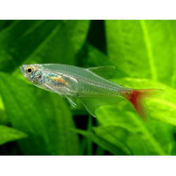 Stiklinė tetra