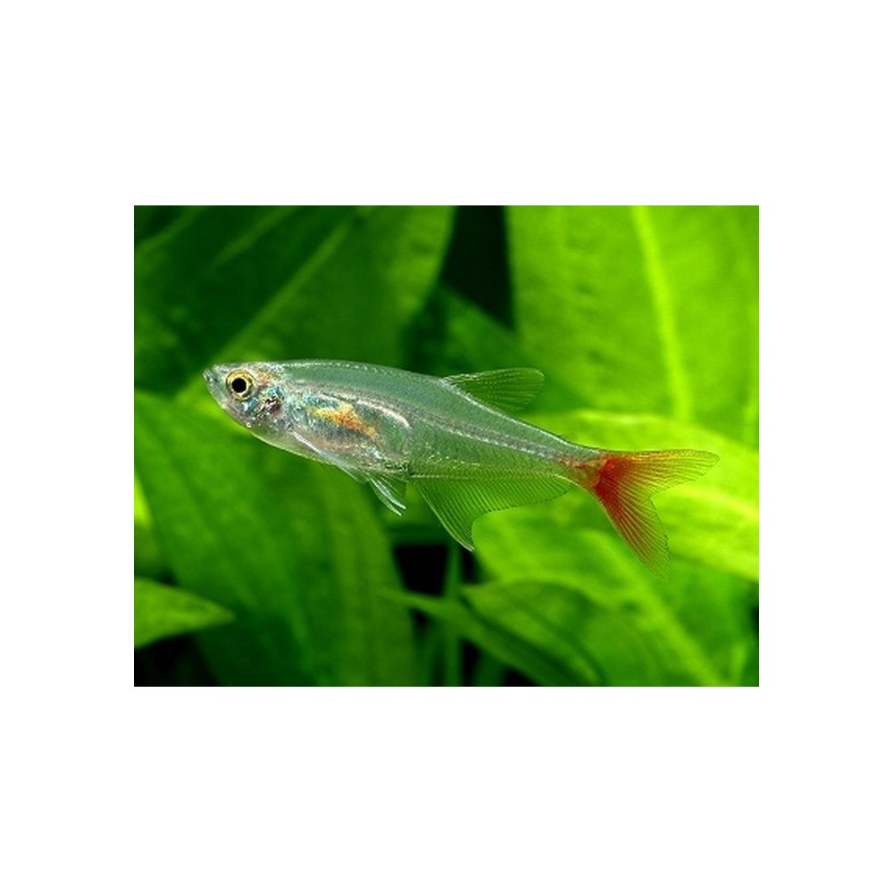 Stiklinė tetra