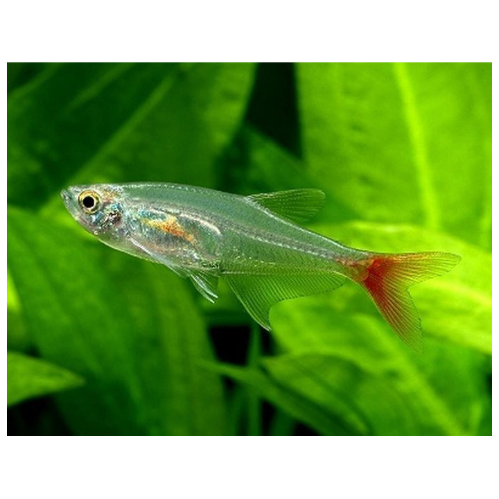Stiklinė tetra